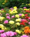 【看点】我种下了花(诗歌)