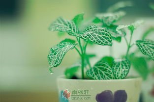 帮忙与帮闲