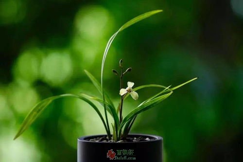 唯淡唯和得其养