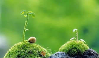 只要不曾停止生长