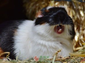 尼亚鼠的人生哲学