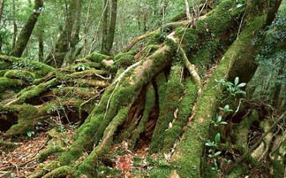 沃土无根与岸壁效应