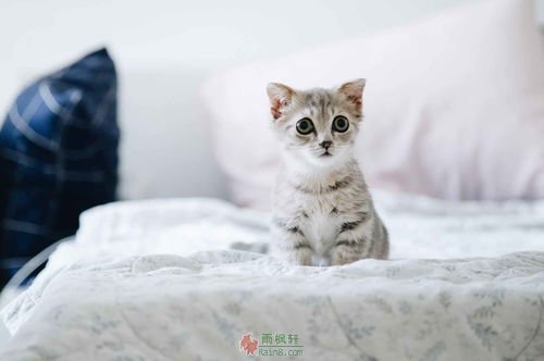 人生中的猫