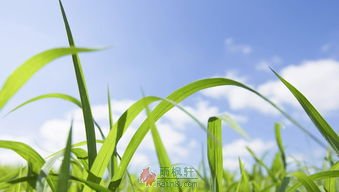 “食草者”说