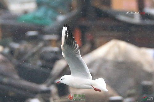雨中的海鸥