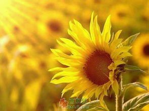 阳光中的向日葵