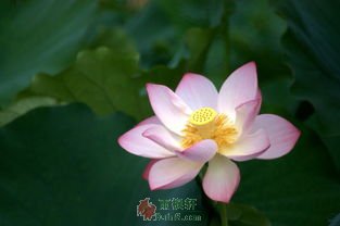 这三种人，看似很傻，其实最福气