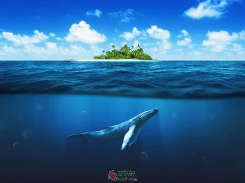 人间最美，不过鲸落